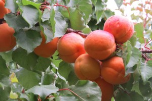 apricots 1