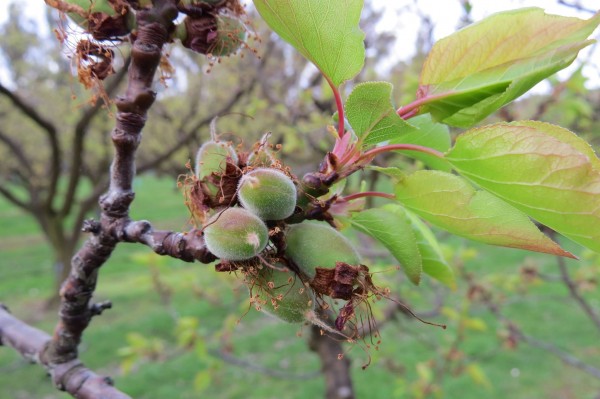 baby apricots sep23