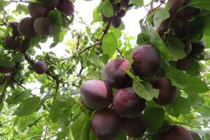 bd plums