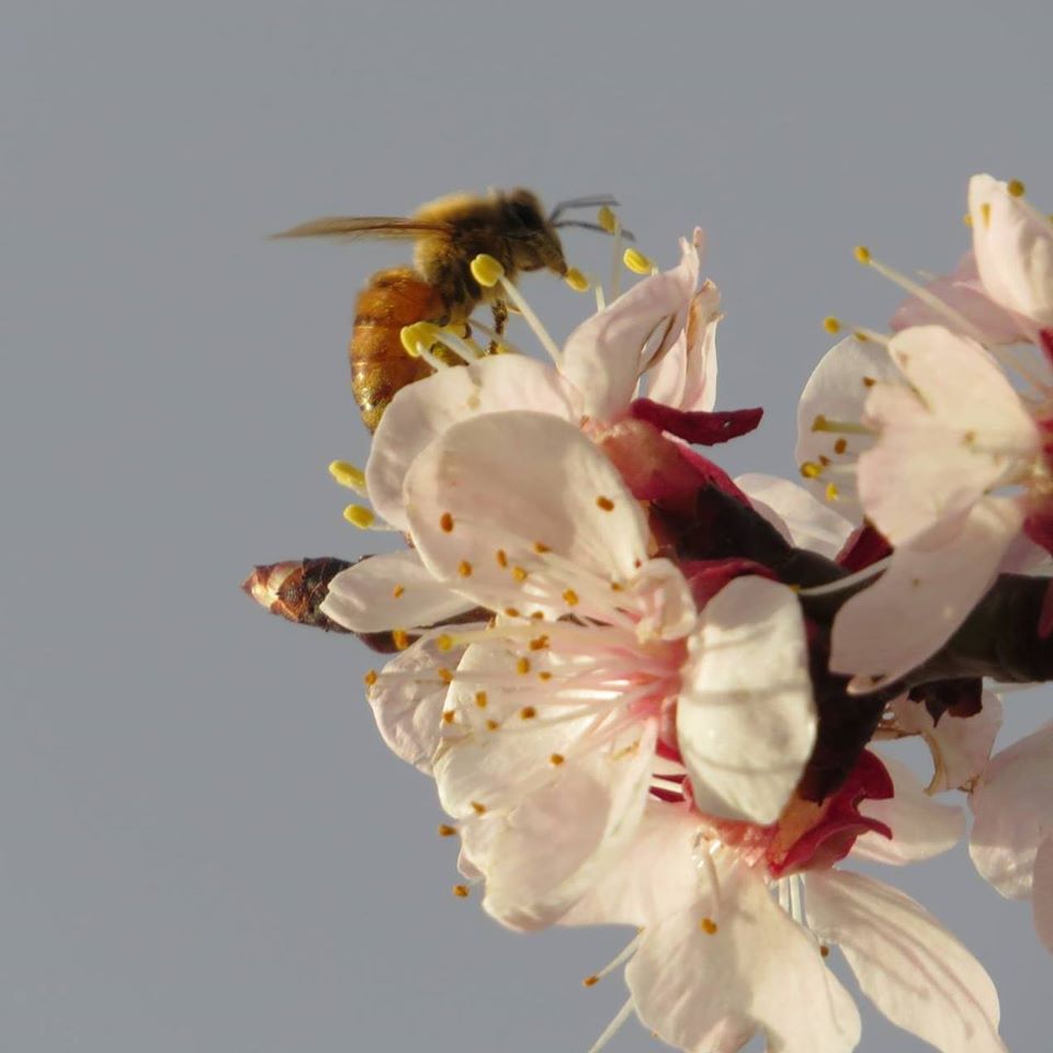 bee sep 4