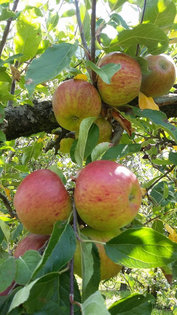 coxes