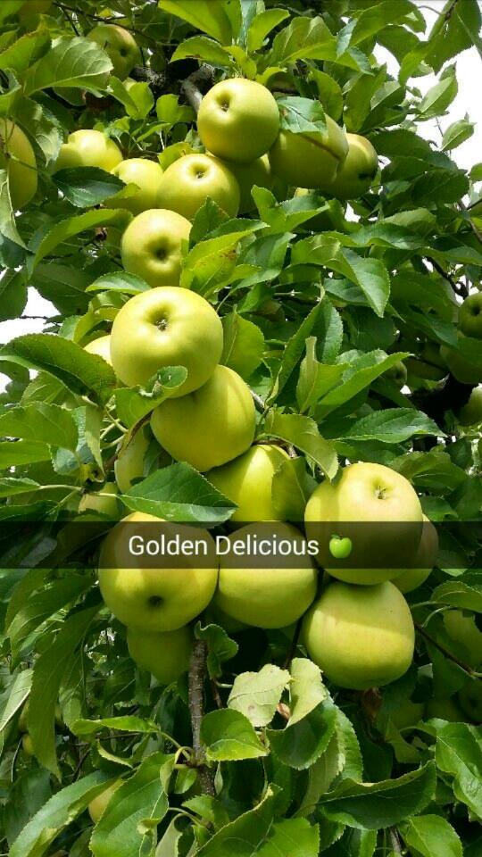 gold delicious