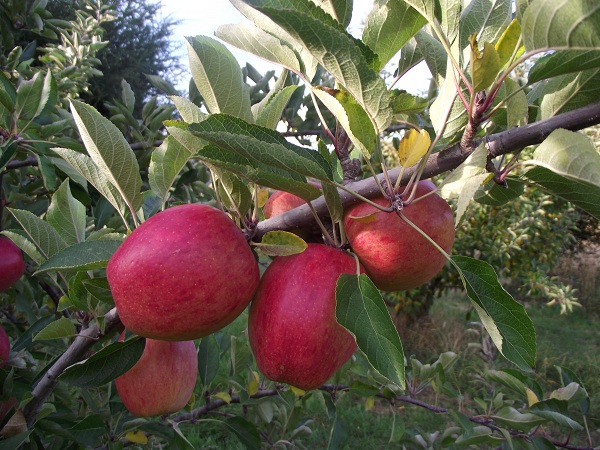 Crunchy Braeburn Apples At Hobbs Family Partnership Orchard