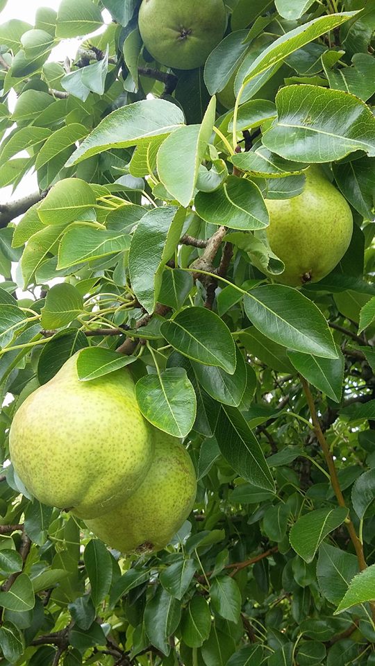 pears2