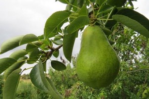 pears22