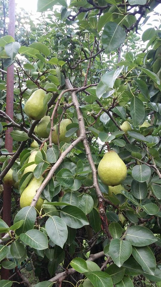 pearss